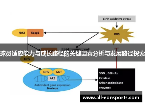 球员适应能力与成长路径的关键因素分析与发展路径探索 球员适应能力与成长路径的关键因素分析与发展路径探索